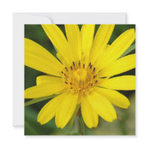 False Sunflower Invitations