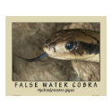 False Water Cobra posters by ScienceViews False Water Cobra posters