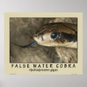 False Water Cobra posters