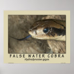False Water Cobra posters