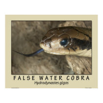 False Water Cobra posters