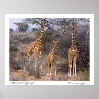 Family of Giraffes Posters