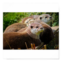 Family of otters posters