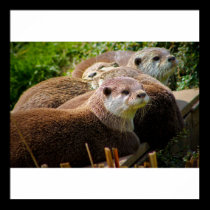 Family of otters posters