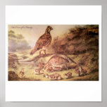 Family of Quail Poster posters