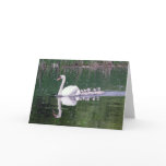 Family Of Swans