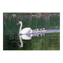 Family Of Swans posters