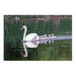 Family Of Swans