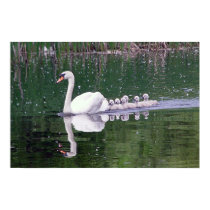Family Of Swans posters
