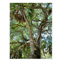 Famous Love Tree Saint Augustine Fl Postcards