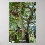 Famous Love Tree St. Augustine Fl Posters