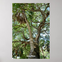 Famous Love Tree St. Augustine Fl Posters