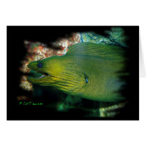 Famouse Green Moray Eel Card