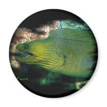 Famouse Green Moray Eel Refrigerator Magnet