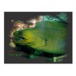 Famouse Green Moray Eel Post Card