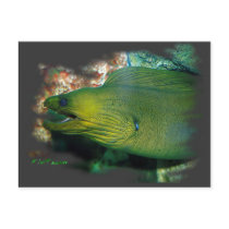 Famouse Green Moray Eel Post Card