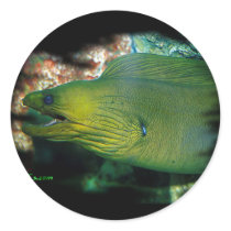 Famouse Green Moray Eel Round Sticker