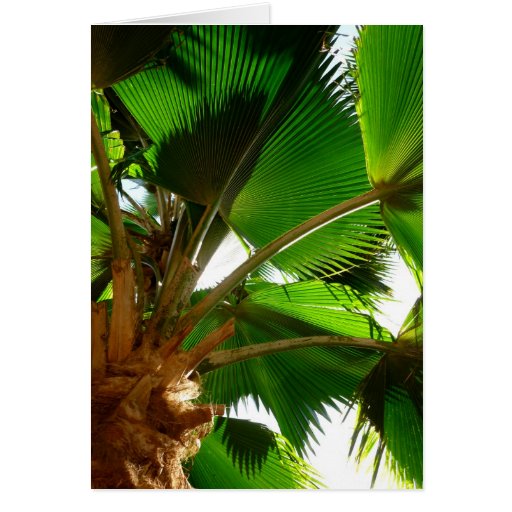 Fan Palm Greeting Cards