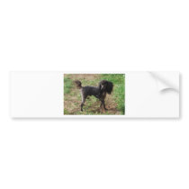 Fancy Black Prancing Poodle Bumper Stickers