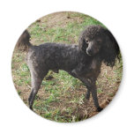 Fancy Black Prancing Poodle magnets