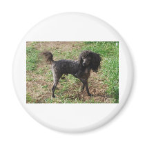 Fancy Black Prancing Poodle Fridge Magnets