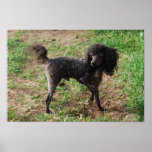 Fancy Black Toy Poodle Boy posters