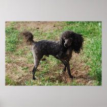 Fancy Black Toy Poodle Boy Posters