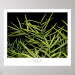 Fancy Foilage I Print