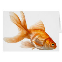 Fancy Goldfish Cards