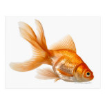 Fancy Goldfish Post Cards