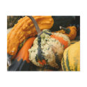 Fancy Gourds Nature Photo Postcard by SmilinEyesTreasures Fancy Gourds Nature Photo Postcard