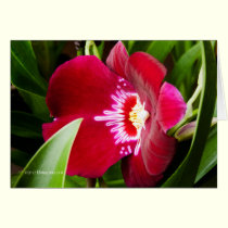 Fancy Orchid Red cards