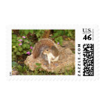 Fancy Squirrel Postage Stamps