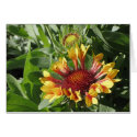 Fanfare Blanket Flower cards