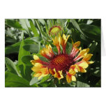 Fanfare Blanket Flower Greeting Card