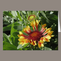 Fanfare Blanket Flower cards