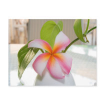 Fangi Panni Post Card postcards by Webitect Fangi Panni Post Card postcards