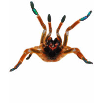 Fangs - Starburst Baboon Tarantula t-shirts by insectgeeks Fangs - Starburst Baboon Tarantula t-shirts