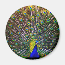 Fanning Peacock - Round Fridge Magnets