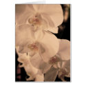 Fanny's Orchid cards