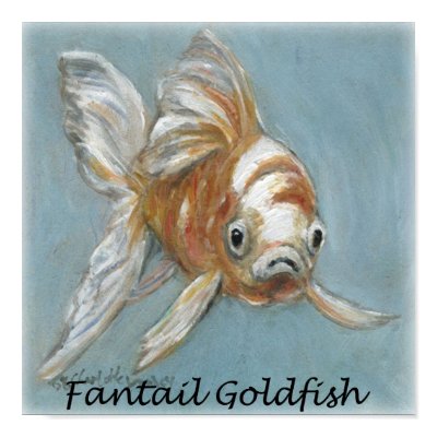 fantail goldfish pictures