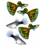 Fantail Guppies t-shirts