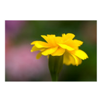 fantasies in yellow posters