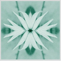 Fantasy Flower Plant Acrylic Cut Outs