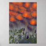 Fantasy Orange Poppy Skies Poster