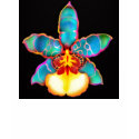 Fantasy Orchid Flower T Shirt by twopurringcats Fantasy Orchid Flower T Shirt