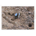 Far from Home !  Fiddler Crab cards