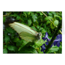farfalla bianca cards