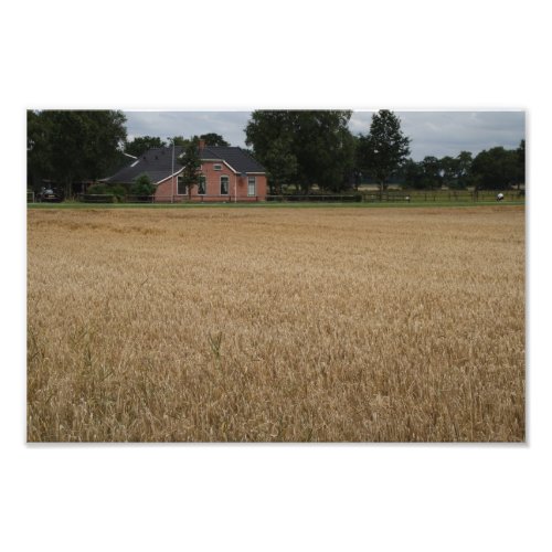 Farm in Drenthe, the Netherlands, in a field of golden wheat