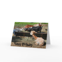 Farm Animal Friends Nature Photo Birthday Card